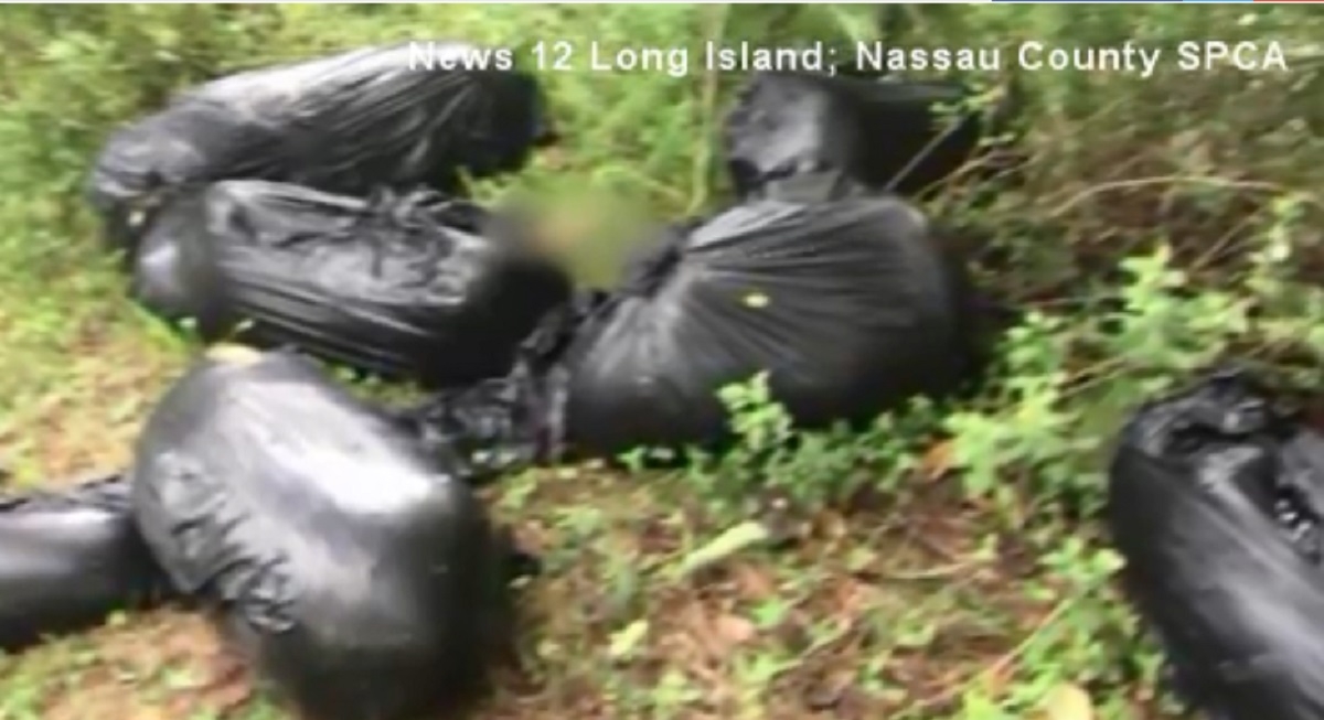 Sept pitbulls morts sont retrouvs dans des sacs  ordures
