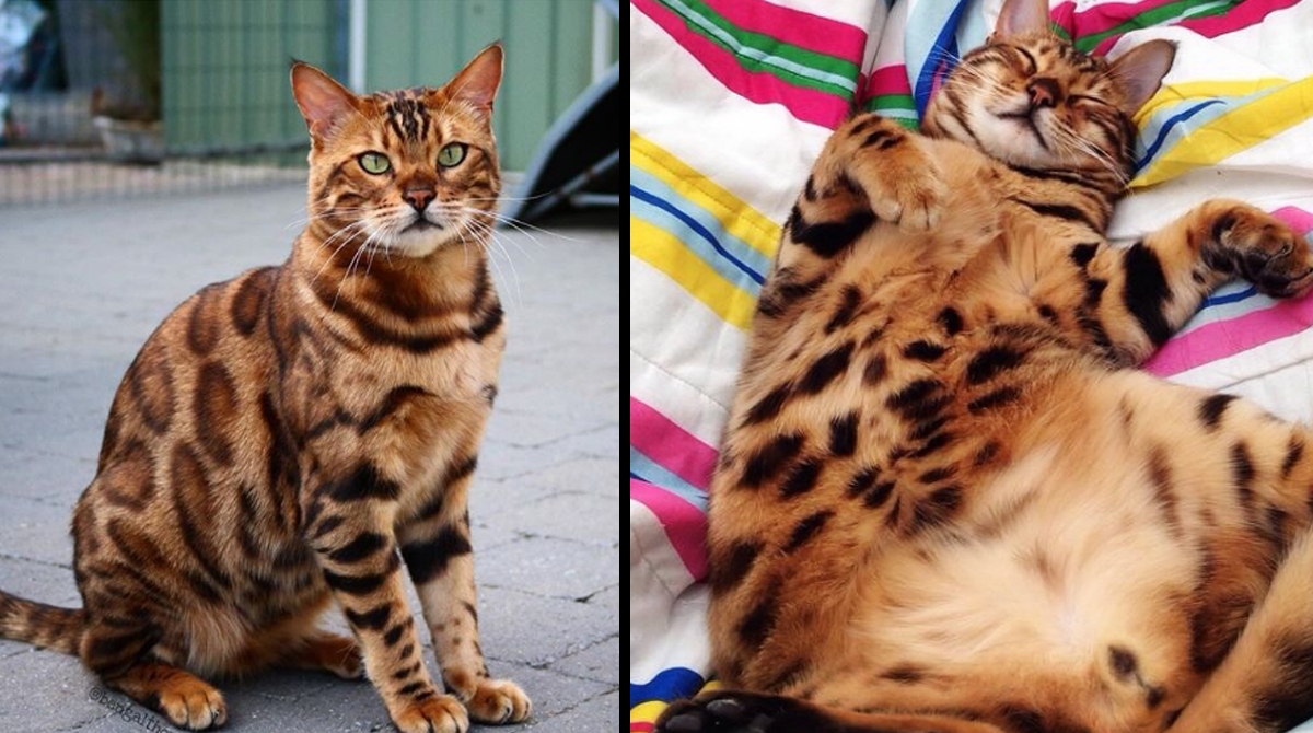 Les photos de ce chat de Bengale ont conquis le monde entier