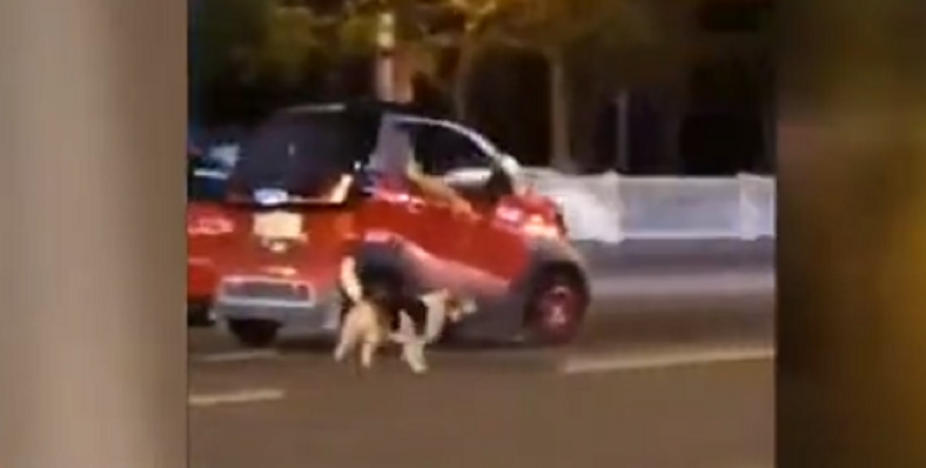 Un chien est film alors qu'il est attach  une voiture qui roule en pleine rue bonde