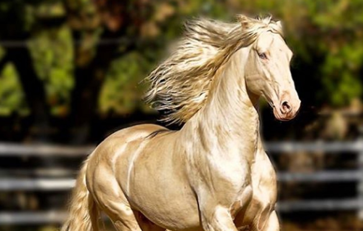 Le plus beau cheval du monde semble recouvert d'or