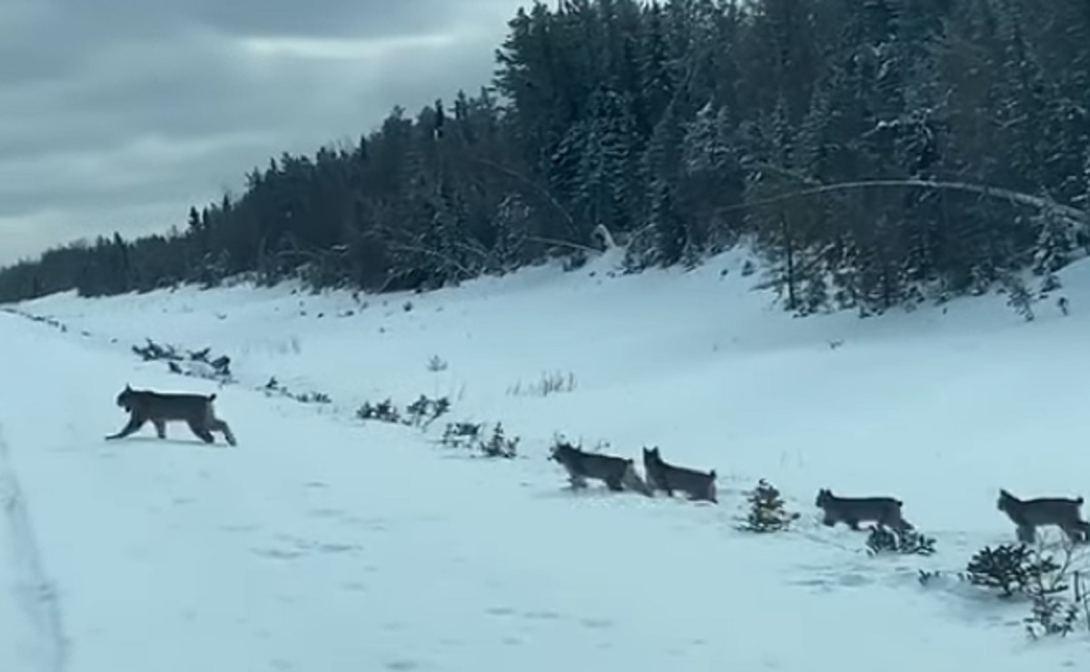 Un canadien trs chanceux filme une rare vido d'une maman lynx et ses petits