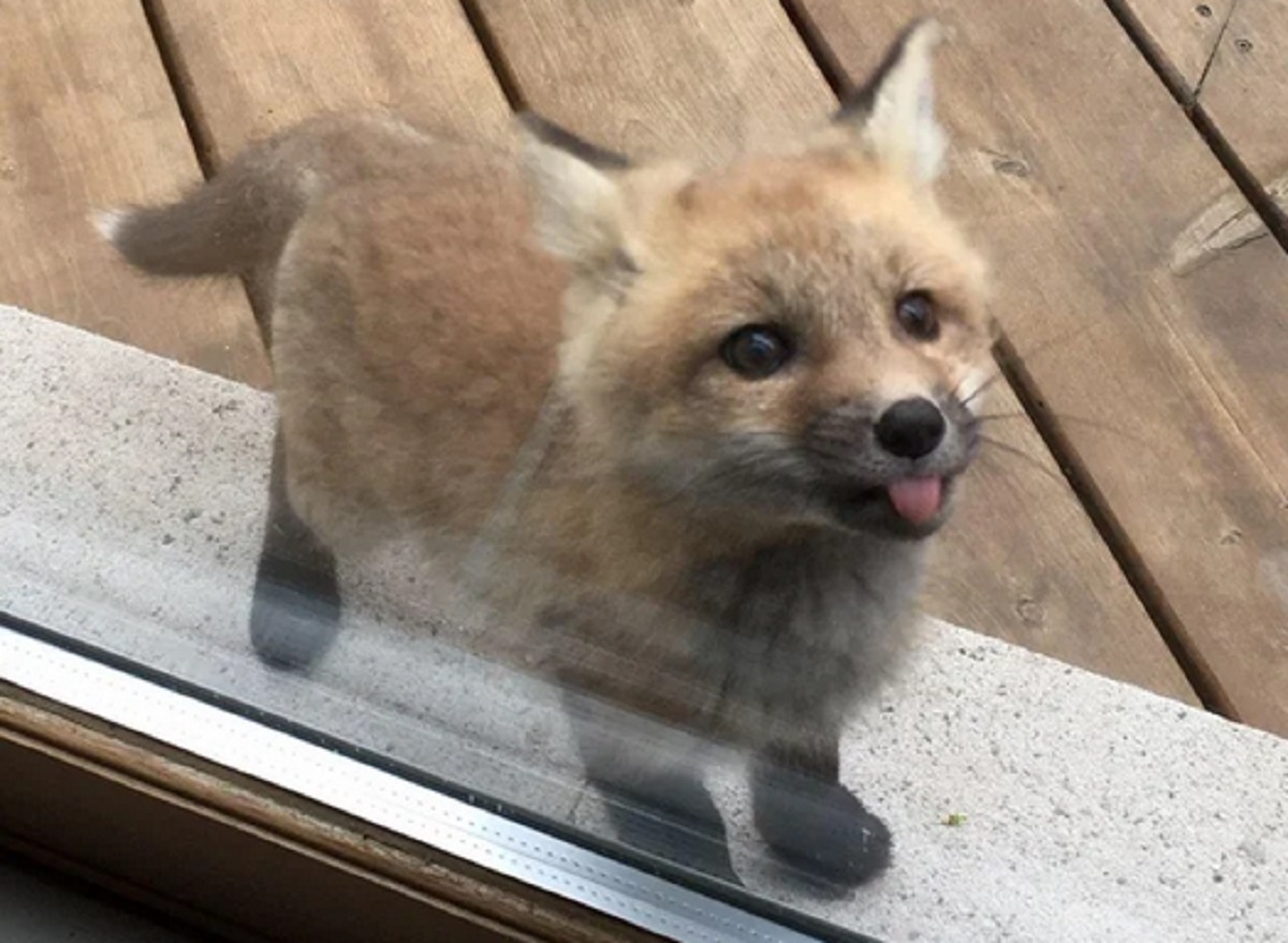 Des bbs renards s'installent dans la cour d'une grand-mre et volent la vedette du voisinage